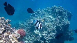 Snorkelling in Makadi Bay, July 2021