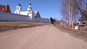 Владимирский тяжеловоз Волгарь