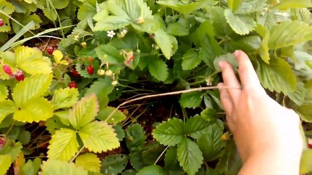 Земляника Александрина из семян. Ремонтантная. смотреть онлайн