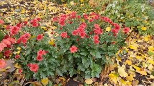 Хризантема мультифлора  в горшке или на клумбе. Где лучше цветёт и как сохранить зимой