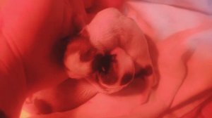 Рождения щенков ши-тцу // Geburt von Shih Tzu Welpen 🥰 #шитцу #shihtzu #ukraine