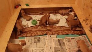 АМЕРИКАНСКИЙ СТАФФ ТЕРЬЕР -щенки.