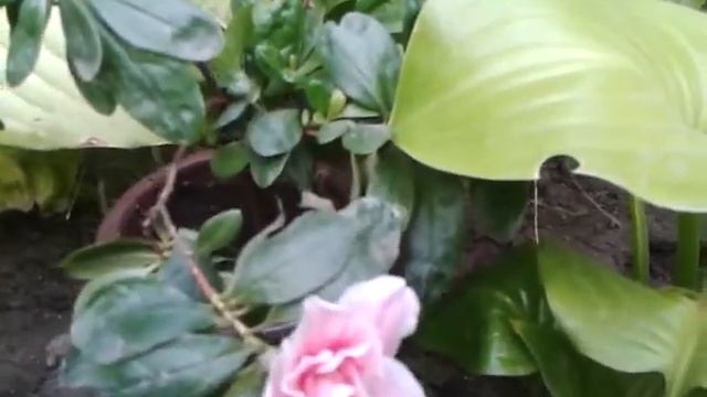 Азалия расцвела летом.Летний уход за азалией смотреть онлайн