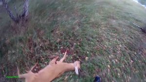 Охота на трофейного самца косули.