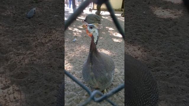 Как разговаривает Цесарка ?  guinea fowl is speaking