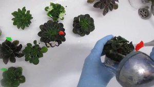Трипсы на фиалках. Признаки появления насекомых и способы борьбы с ними.