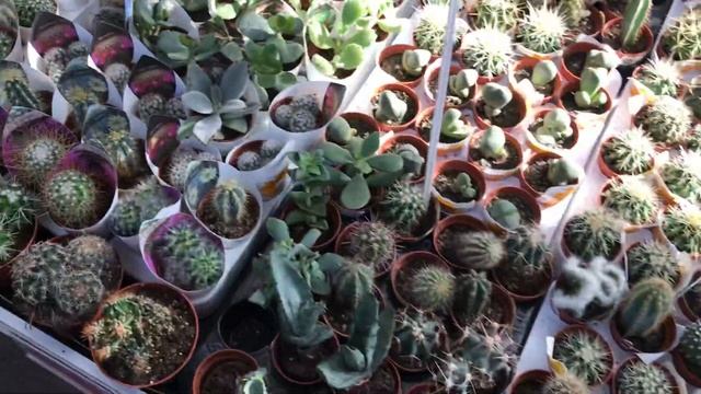 Кактусы и суккуленты в ОБИ. смотреть онлайн