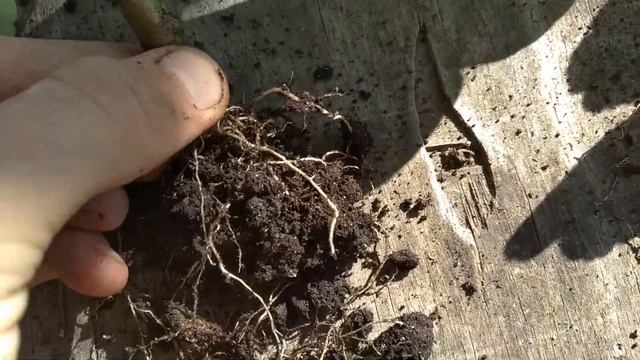 пересадка герани махровой смотреть онлайн