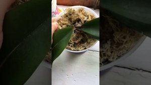 У орхидеи оторвался верхний листок при пересадки (((((
