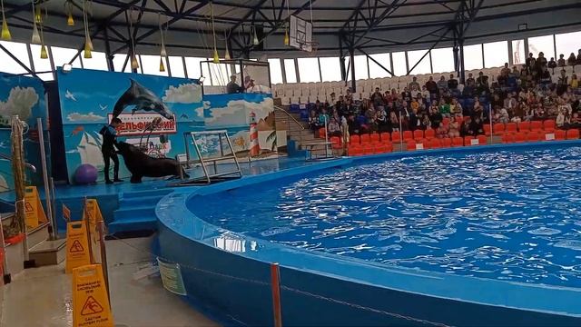 Морской Лев Адлер Сочи Парк смотреть онлайн