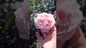 Шраб Сувенир де луи амад ?Царство роз ?