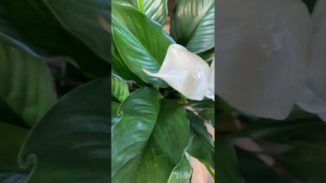 6 Inch Spathiphyllum Peace Lily-(Dainty Dani's 319 N Front St. Murfreesboro, TN 37130)