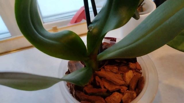 Спасаю орхидеи уценку и подростки новинки смотреть онлайн