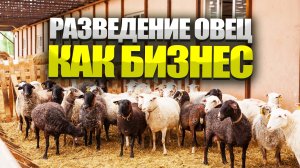 Разведение овец как бизнес.