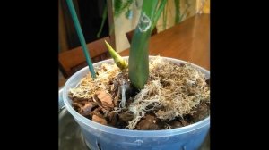 Как поливать орхидею Зигопеталум