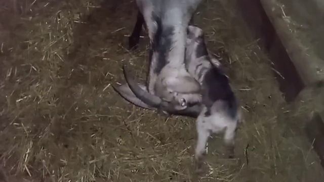 Новые козлята и окот Милы. Подбираем имена козлятам.