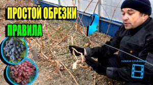 ОБРЕЗКА ВИНОГРАДА ОСЕНЬЮ ДЛЯ НАЧИНАЮЩИХ ПРОСТО. КАК ОБРЕЗАТЬ ВИНОГРАД? СЕВЕРНЫЙ ВИНОГРАДНИК 22-42