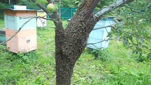 Рой-первак 23 июля (часть 1 из 6) смотреть онлайн