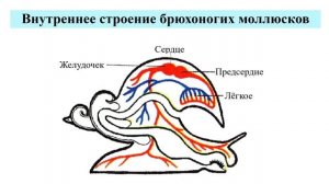 Тип Моллюски. Тема 11. Образ жизни, строение, многообразие и значение брюхоногих моллюсков