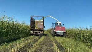 Кормоуборочный комбайн Ростсельмаш Дон-680М убирает кукурузу на силос