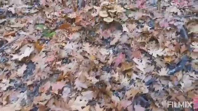 Золотая грибная осень 2023г смотреть онлайн