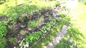 САЖАЕМ МАРГАРИТКИ!  ВСЕГДА ЦВЕТУЩАЯ КЛУМБА!