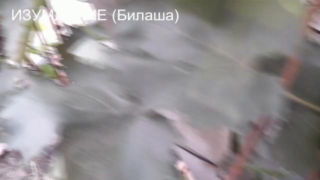 27.08.22г.Спонсор,Озон,Рафинад,кишмиш Афродита,Изумление,Гран-при,Пегас,Хелена,Золотая Вуаль. смотреть онлайн