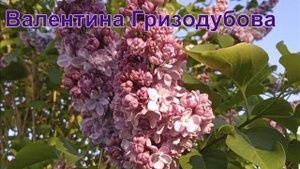 Сирень. 4 прекрасных сорта.