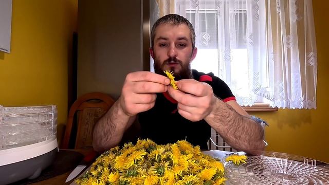 Одуванчик. Время собирать эти очень ценные цветы. Делаем заготовки для чая на целый год. смотреть онлайн