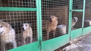 Кожуховский приют для бездомных животных / A shelter for homeless animals Prochod1