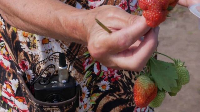 Клубника. Описание сорта Фестивальная Ромашка. Айтжанова Светлана Дмитриевна о сортах земляники.