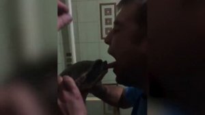 Черепаха укусила за язык