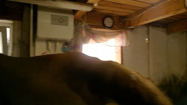 Нетель перед самым отёлом, ещё чуть-чуть и ПЕРВОТЁЛКА! смотреть онлайн