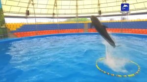 Dolphinarium Nemo Phuket Dolphins Bay.โลมาโชว์ Дельфинарий Пхукет тренировка