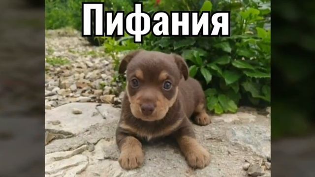 "Каникулы у бабушки" - новости о большой волшебной семьи?(фан Ани Меджик) смотреть онлайн