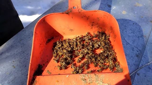 Облёт. Первые весенние работы на пасеке. Альпийский улей. смотреть онлайн