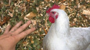 ПОДСТИЛКА для кур несушек из ЩЕПЫ! Прошу совета!