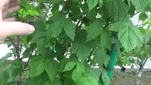 6. Выращиваю малину в траншеях - урожай - до 50 кг и более с 10 кустов! Метод А. Г. Соболева