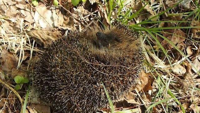 Ежик спит смотреть онлайн