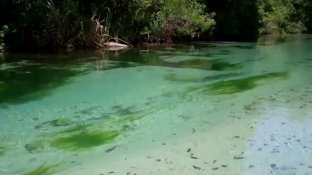 Weeki Wachee Canoe Trip 2011 смотреть онлайн