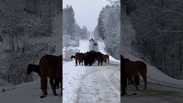 Дорога перекрыта #жизньвдеревне #сельскаяжизнь #трасса #интересноерядом #мирвокругнас #лошади #кони