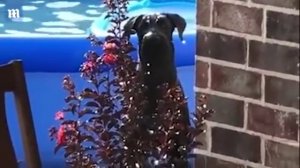 Dog looks VERY guilty when he is caught swimming in his owner's pool