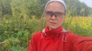 Сеем Иван-чай в борщевик