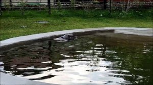 Московский зоопарк 2023. Карликовый бегемот