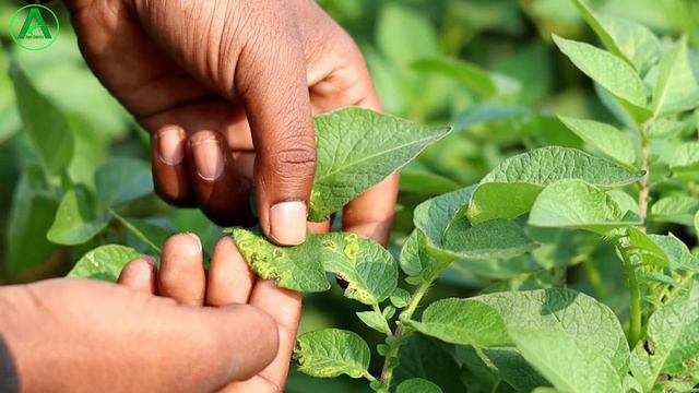 Bayer Melody Duo fungicide use in hindi || अब इसका पावर देखो 🔥