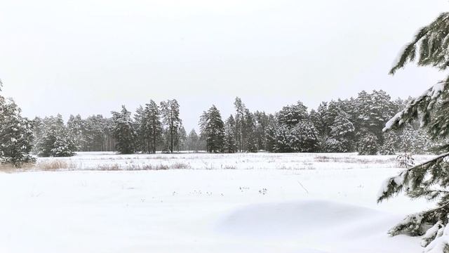 Невероятно красивая снежная зима в лесу Релакс музыка Beautiful snowy winter Relax music