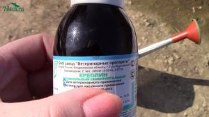 Обработка смородины от почкового клеща и других вредителей - 7 дач