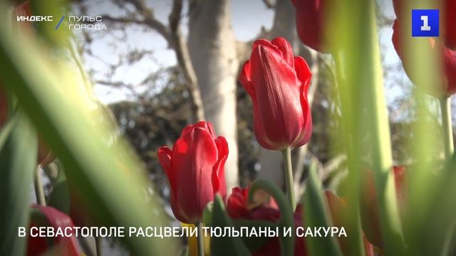 В Севастополе расцвели тюльпаны и сакура