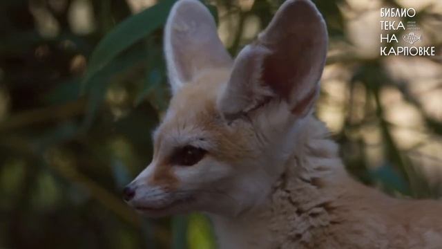 Книжный обзор "Как приручить лису" смотреть онлайн