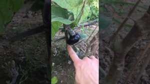 Как вырастить баклажаны? Привить баклажан на помидор.